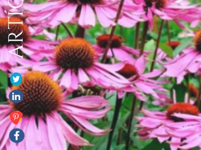 BENEFICIOS DE LA&nbsp;EQUINÁCEAS